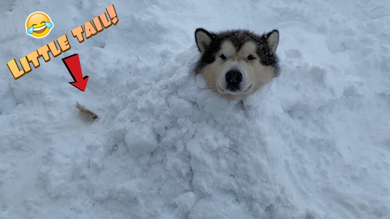 WE BURIED OUR DOG | IS THIS THE CHILLEST DOG EVER? - YouTube