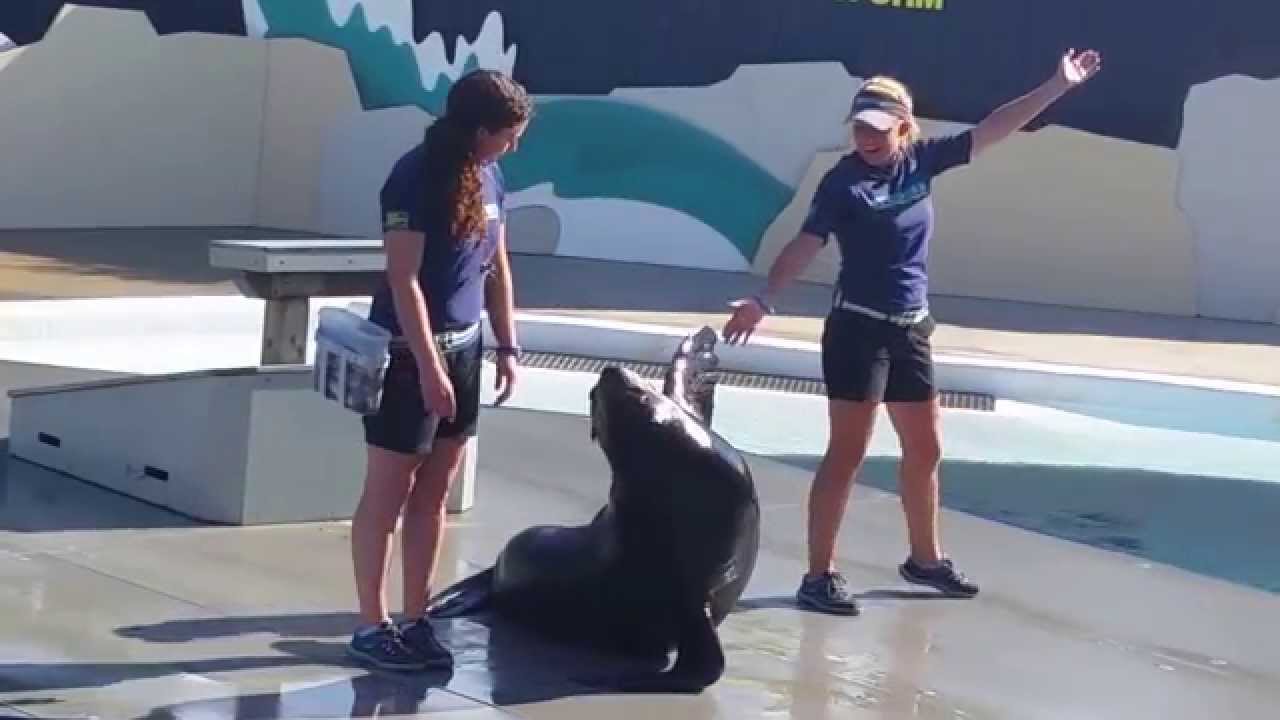 NY Aquarium Sea Lion Show YouTube