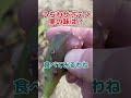 【やばい味】うちわサボテンの実! #shorts #short