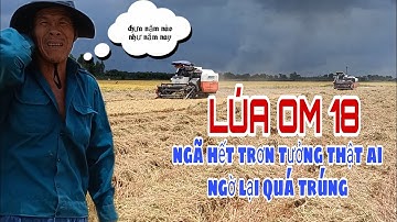 LÚA OM 18 ngã quá nhiều mà còn quá trúng 9,1 TẤN/HA | lê chung vlog