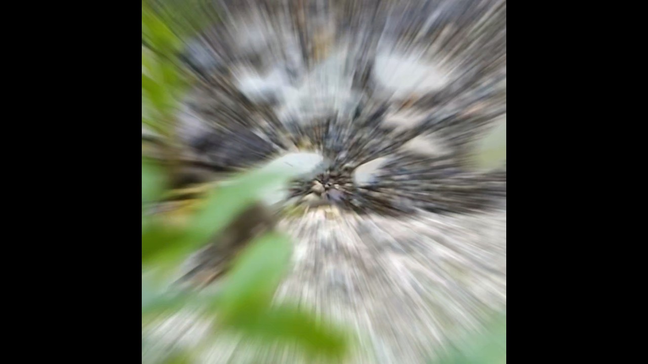 Утята изо всех сил мчатся за мамой 🐤💨 