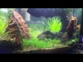 planted aquarium  NANO