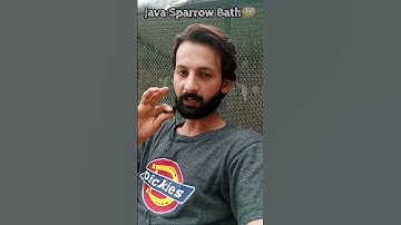 Java Sparrow Bath 🚿 #birdswala #shorts