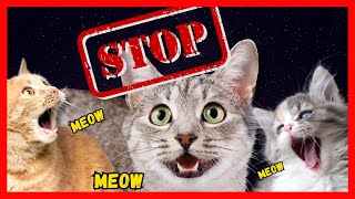 How to Stop Cats from Meowing at Night