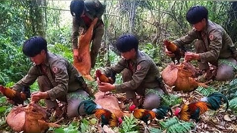 ต่อไก่ป่าเข้าตัวฟานสุดยอด dib qaib tuaj kauv