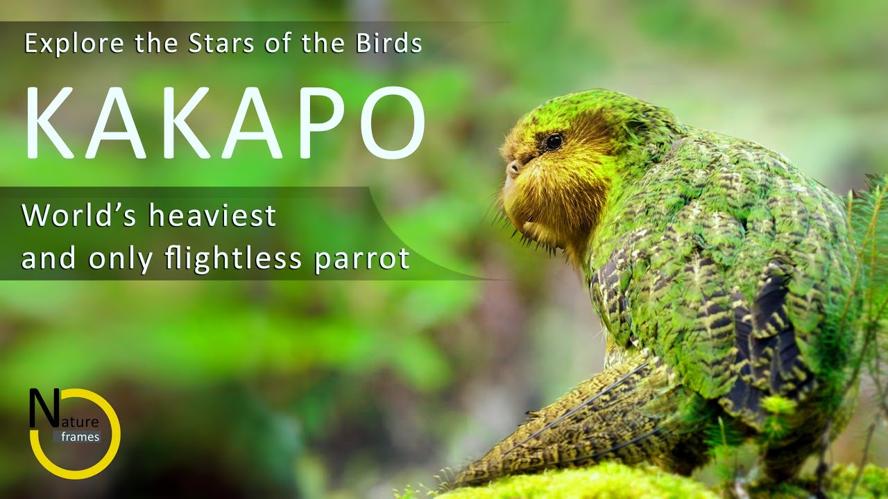Explore Kakapo the heaviest and only flightless parrot | The owl faced green bird