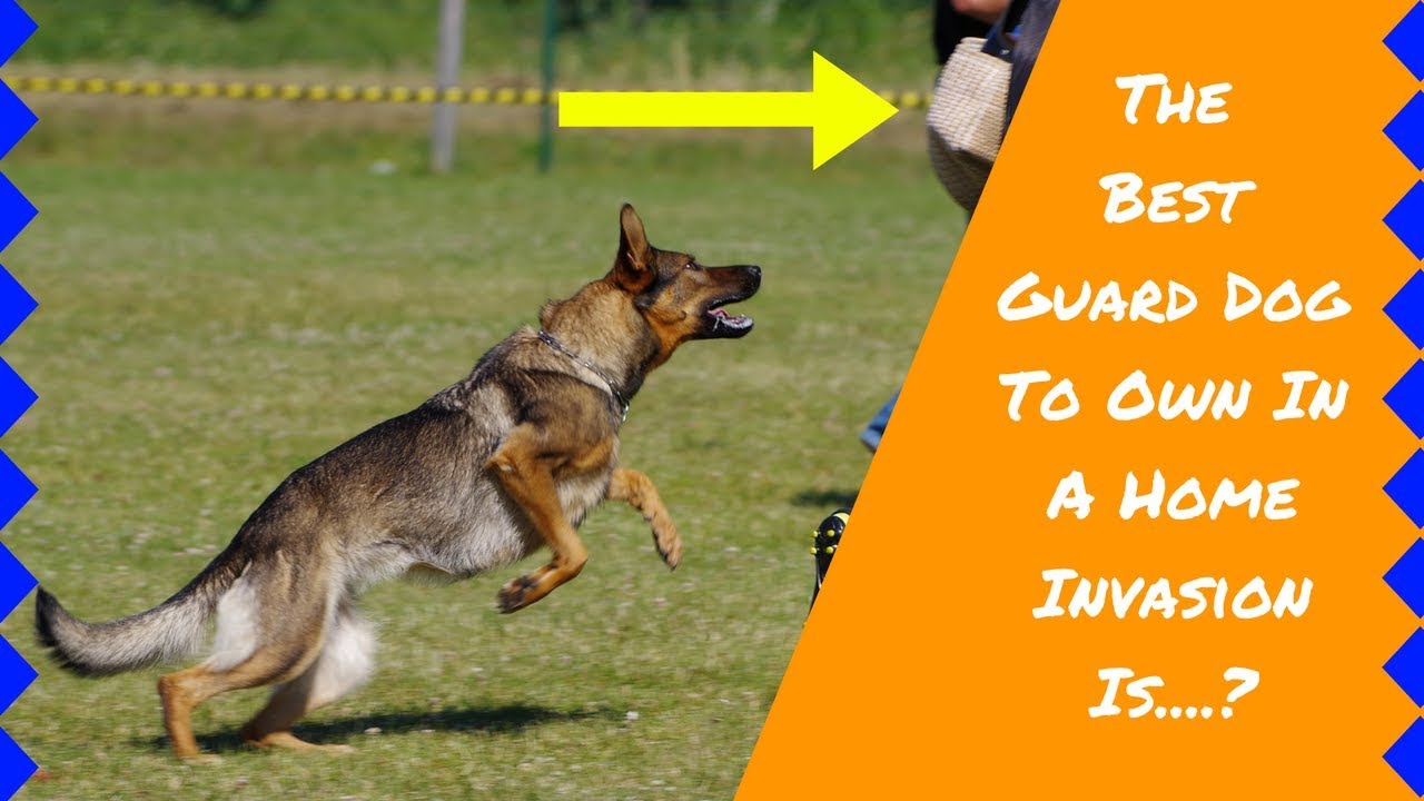 8 Best Guard Dogs Guard Dog Breeds YouTube
