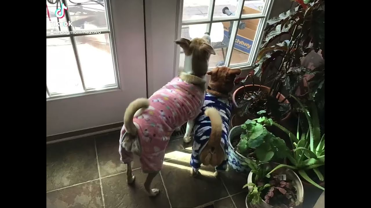 Dog pajama party! 😂❤️