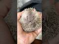 寝ぼすけハリネズミ💤遂にお目覚め♪ #animals #pets #shorts #ふじぴこ