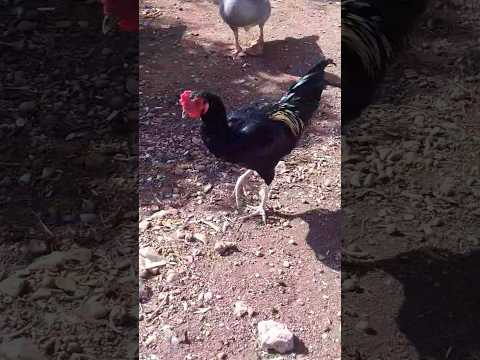 كوتي كوتي بابا تليفون بطة بطة اكسبلور   اجمل مقاطع حيوانات رمش خطاف كزدورة  ترند