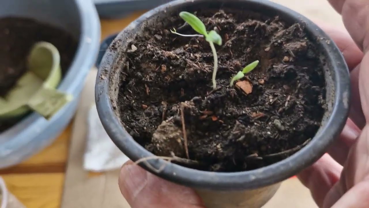 Evo kada i kako sijati i kako proizvesti najbolji rasad paradajza