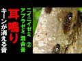 【耳鳴り治療音】耳鳴りに効果大 アブラゼミとニイニイゼミの鳴き声１時間② 自然音 睡眠 音響療法