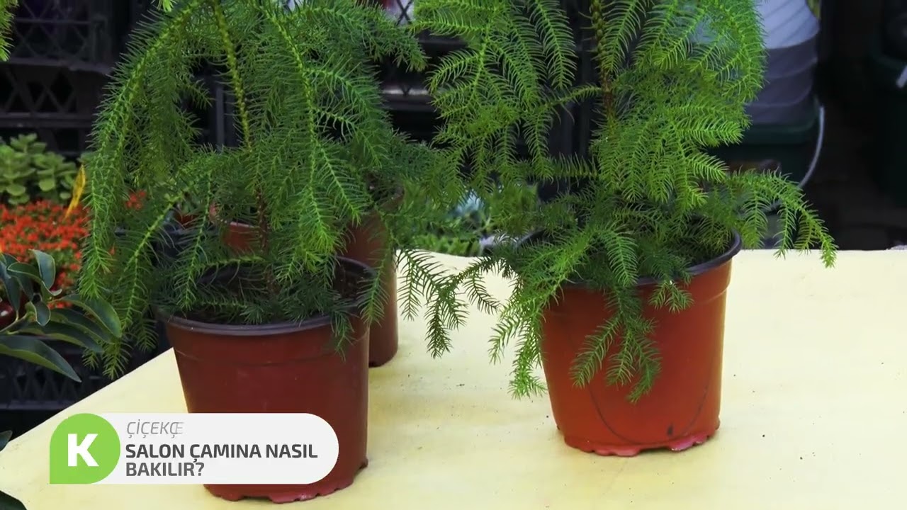 Salon Çamı Nasıl Bakılır?