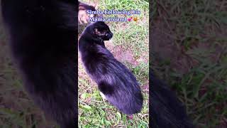 Simba Following his Mama around 💕#catshorts#catlovers#catvideos#cats#petlover#happycat#cat#cutecat