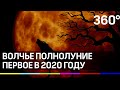 Волчье полнолуние. Кадры первого затмения в 2020 году