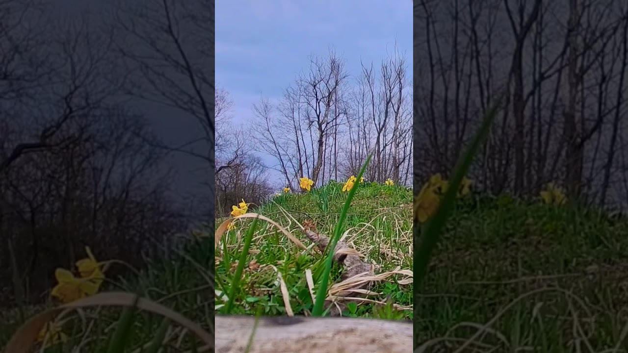 🎶🐥🇽🇰|100%Natural Sound Birds |Radulloc📍|Klina |Kosova #birds #nature #shorts #fyp #kosova #albania