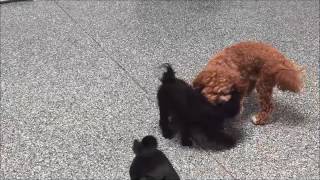 New BFF s Doggy Daycare Fun at Paws Chateau