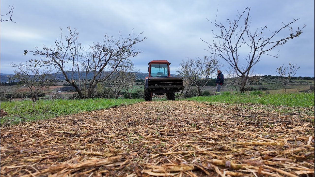 Θρυμματισμός κλαδιών αμυγδαλιάς με καταστροφέα