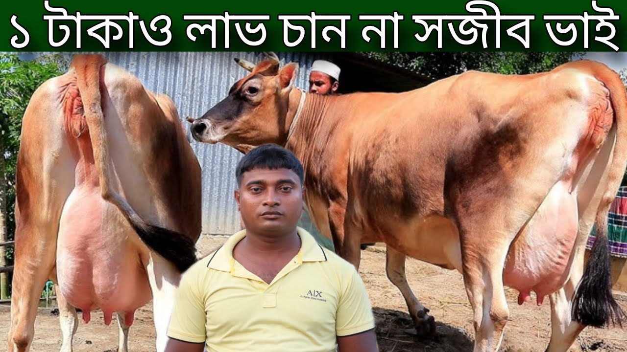 ১ টাকাও লাভ চান না ! কেনা দাম বলে গরু বিক্রি করলেন সজীব ভাই ! সীমিত দামে বিগ বিগ সাইজের গাভী দেখুন !