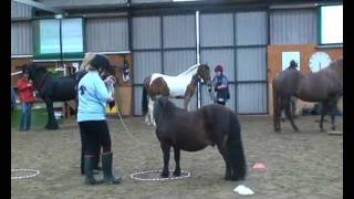 Horse Agility - Online Horse Agility (OLHA) Course