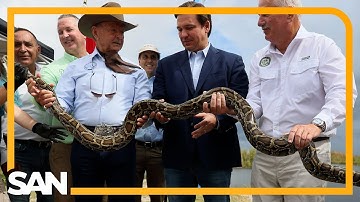 Annual Florida Python Challenge wraps up