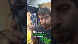@growbones spacing branches. link here https://beacons.ai/mobuds314