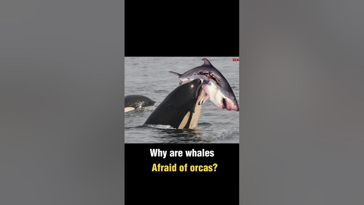 Why are whales afraid of orcas? shortsfeed whales orcas YouTube