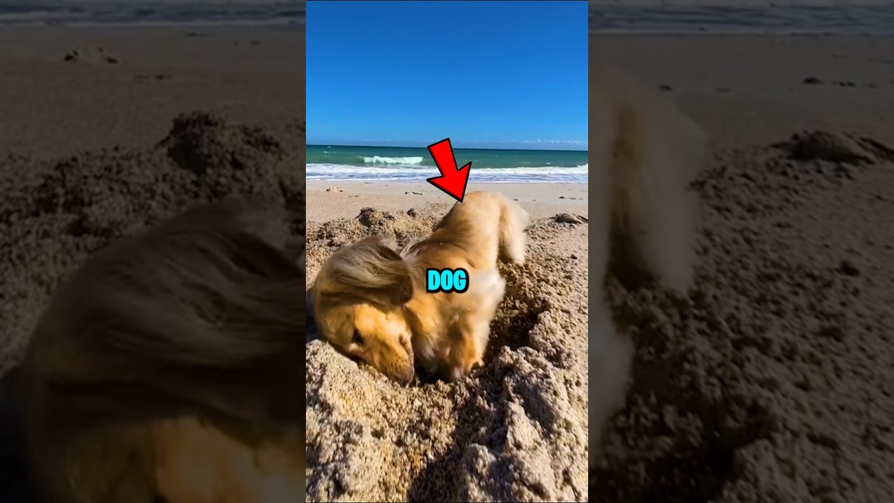 Почему собаки роют землю? 😨