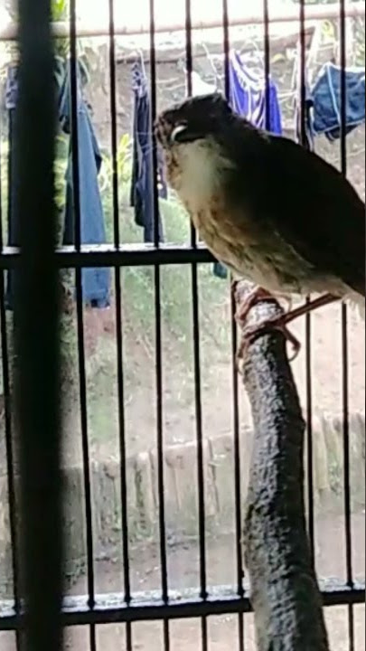 kicau burung Sikatan Rimba Dada Coklat (SRDC)