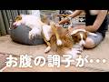 お腹の調子が悪くてパパにマッサージしてもらう犬達が可愛すぎました🥺【ボーダーコリー・オーストラリアンシェパード】