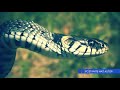 Hvatanje i odbijanje zmija: Kako se riješiti zmija iz okoline?
