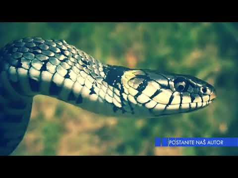 Video: Kako Se Zmija Kreće