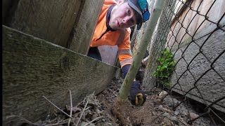 Impossible Tree Removal Growing Between Rocks and Fences 