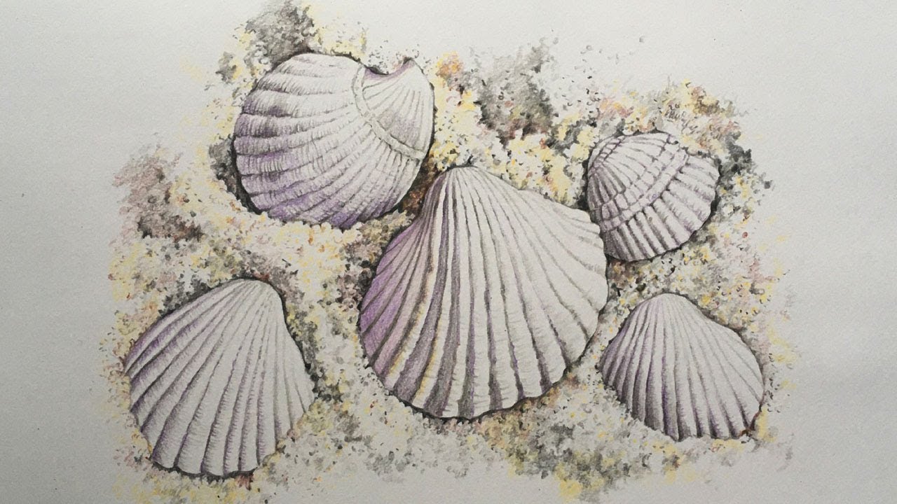 a faithful attempt Observational Seashell Drawings