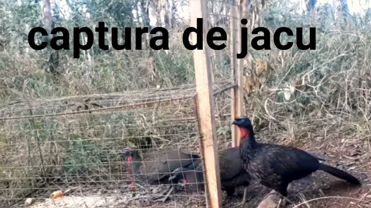 melhor vídeo pegando jacu l