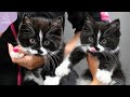 Momma Cat And Her Adorable Kitten Get A Spa Day