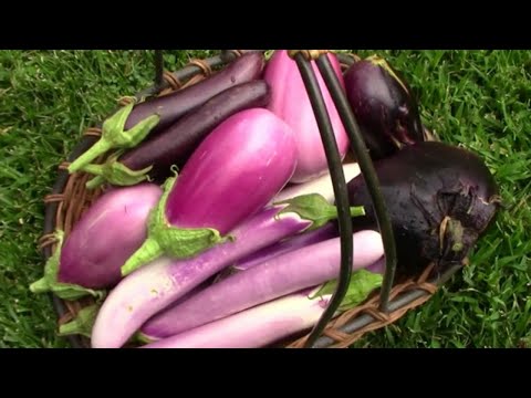 Video: Variedad de berenjena Ping Tung: cultivo de berenjena Ping Tung en el jardín