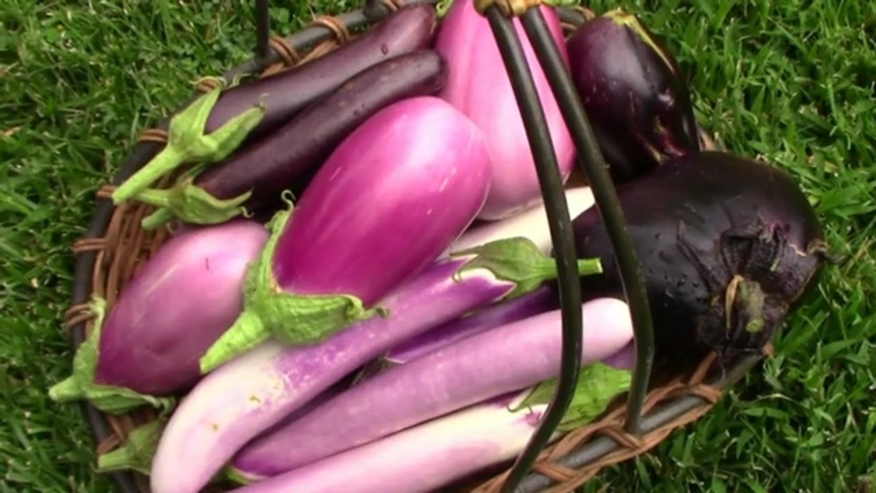Harvesting Mitoyo, Rosita, Ping Tung, and Little Fingers Eggplants.