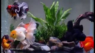 Intan Feed Super Premium Ornamental Fish Feed