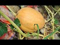 Pumpkin growing in backyard