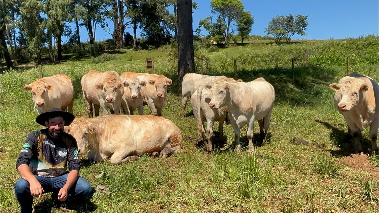 FAZENDA ESPINILHO - REFERÊNCIA NA CRIAÇÃO DE CHAROLÊS 