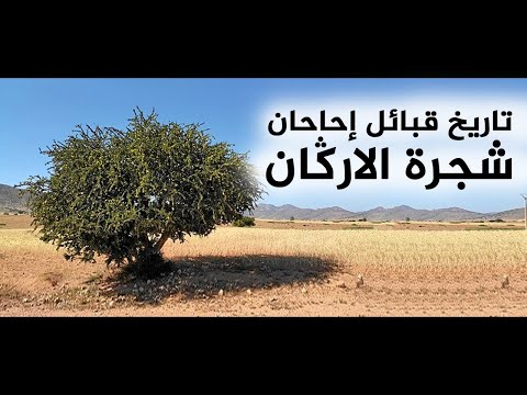 فيديو: حطب المواقد: أصناف وخصائص الاختيار