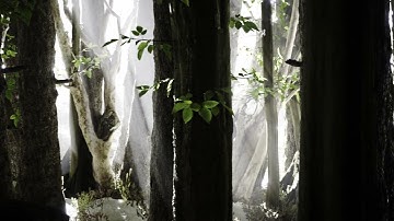 Forest Walk -  An Unreal Engine 5 Enviornment 4k 60 FPS