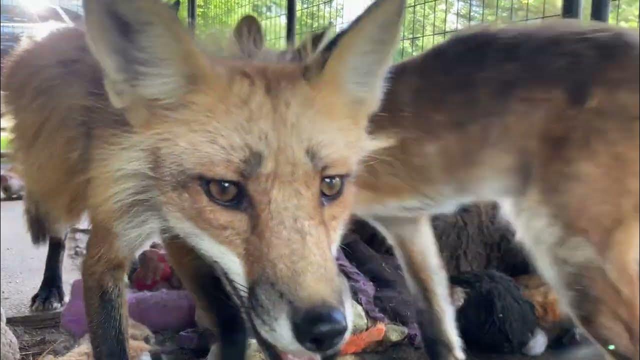 foxes-journey-sanctuary-saves-foxes-from-fur-farms-youtube