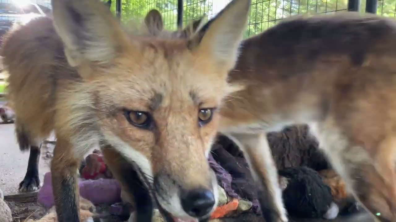 Foxes Journey Sanctuary Saves Foxes From Fur Farms YouTube Foxes Journey Sanctuary Saves Foxes From Fur Farms YouTube