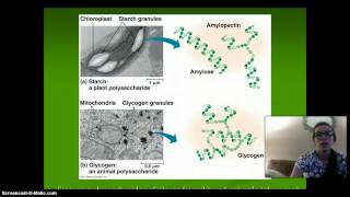AP Biology Macromolecules Carbs, Lipids and DNA