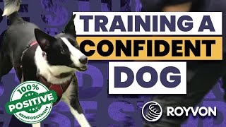 Gizmo Case Study ❘ Fixing Border Collie Aggression