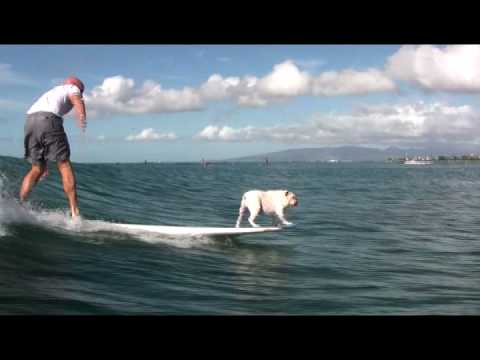 bulldogs surfing