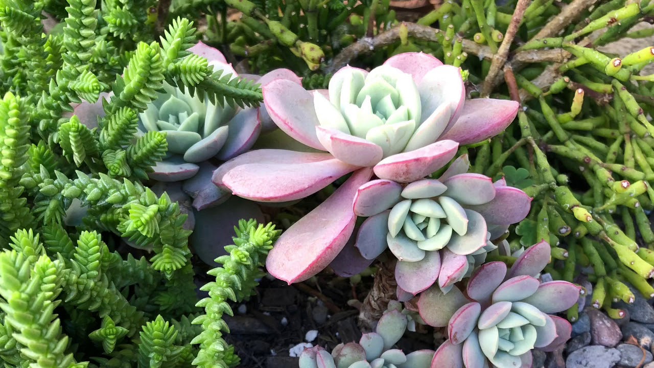 Succulent beauties - YouTube