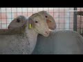 Animal Equality exposes the practice of “Judas Sheep” in factory farming